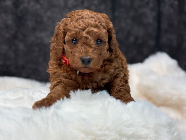 Poodle Puppies media 7