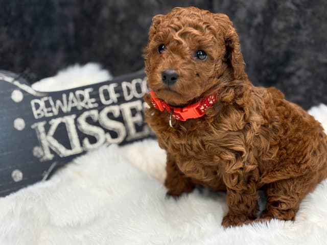 Poodle Puppies media 6