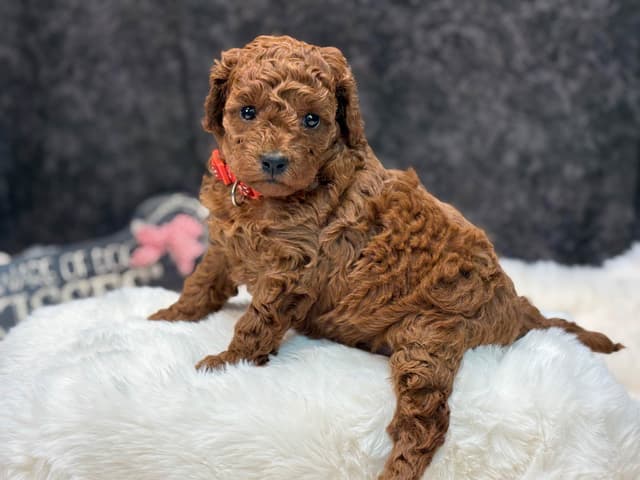 Poodle Puppies media 5