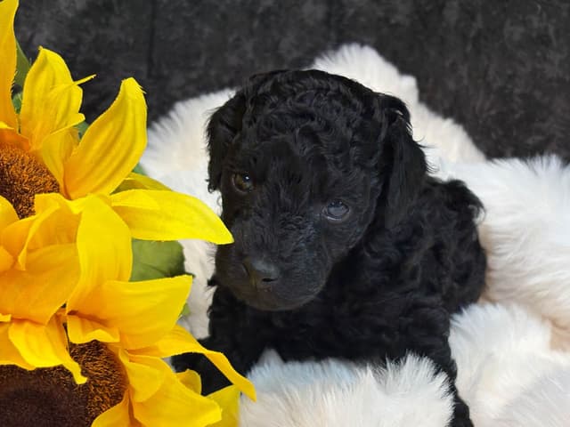 Poodle Puppies media 2