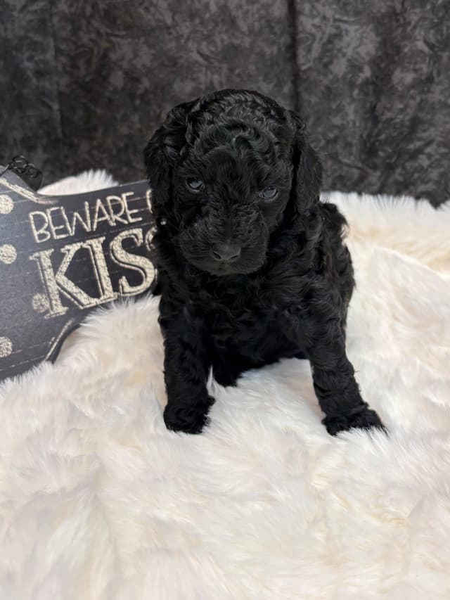 Poodle Puppies media 3