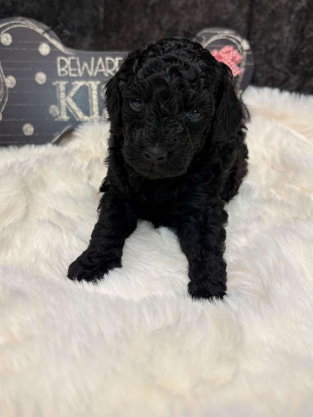 Poodle Puppies media 4