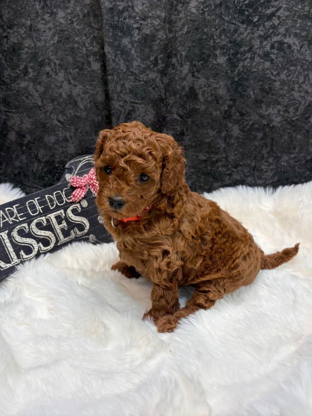 Poodle Puppies media 8