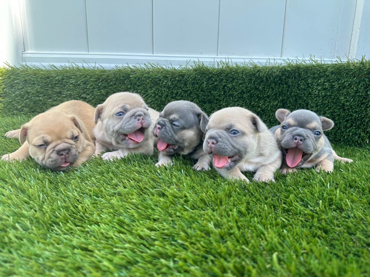French Bulldog Puppies breeder image 1