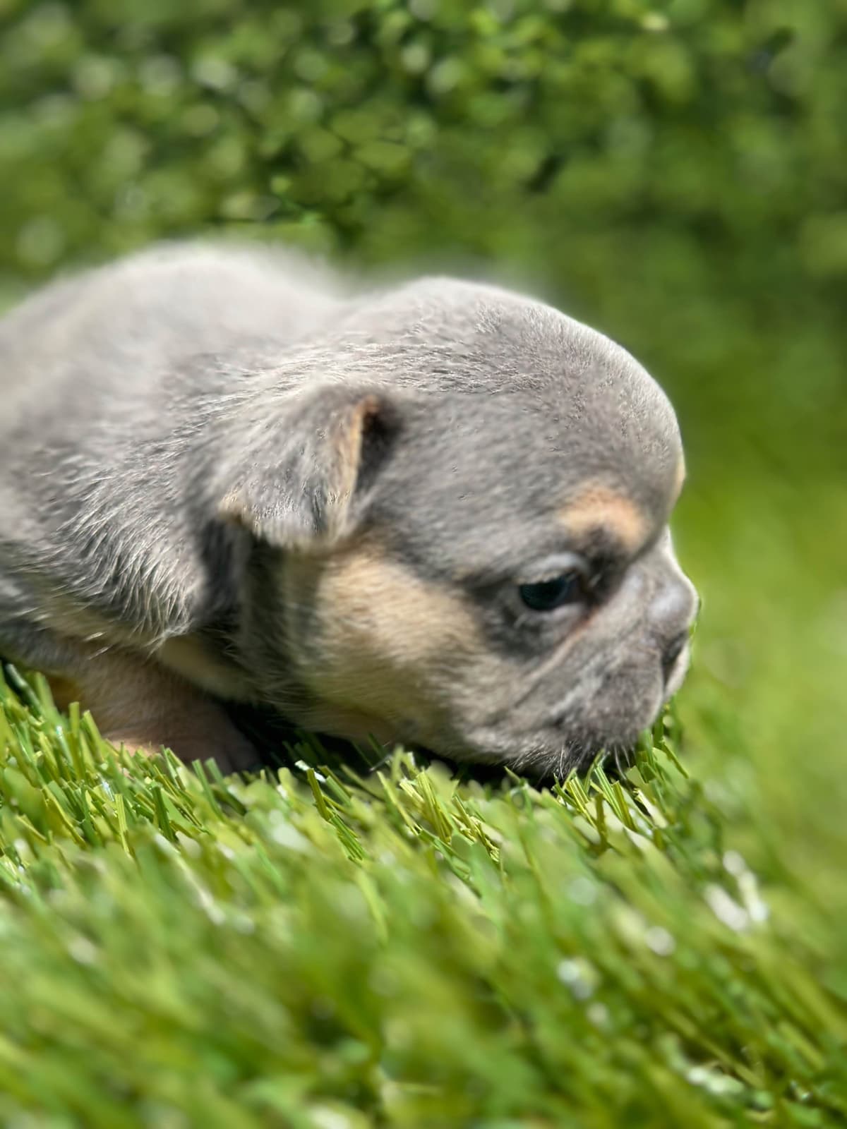 French Bulldog Puppies breeder image 3