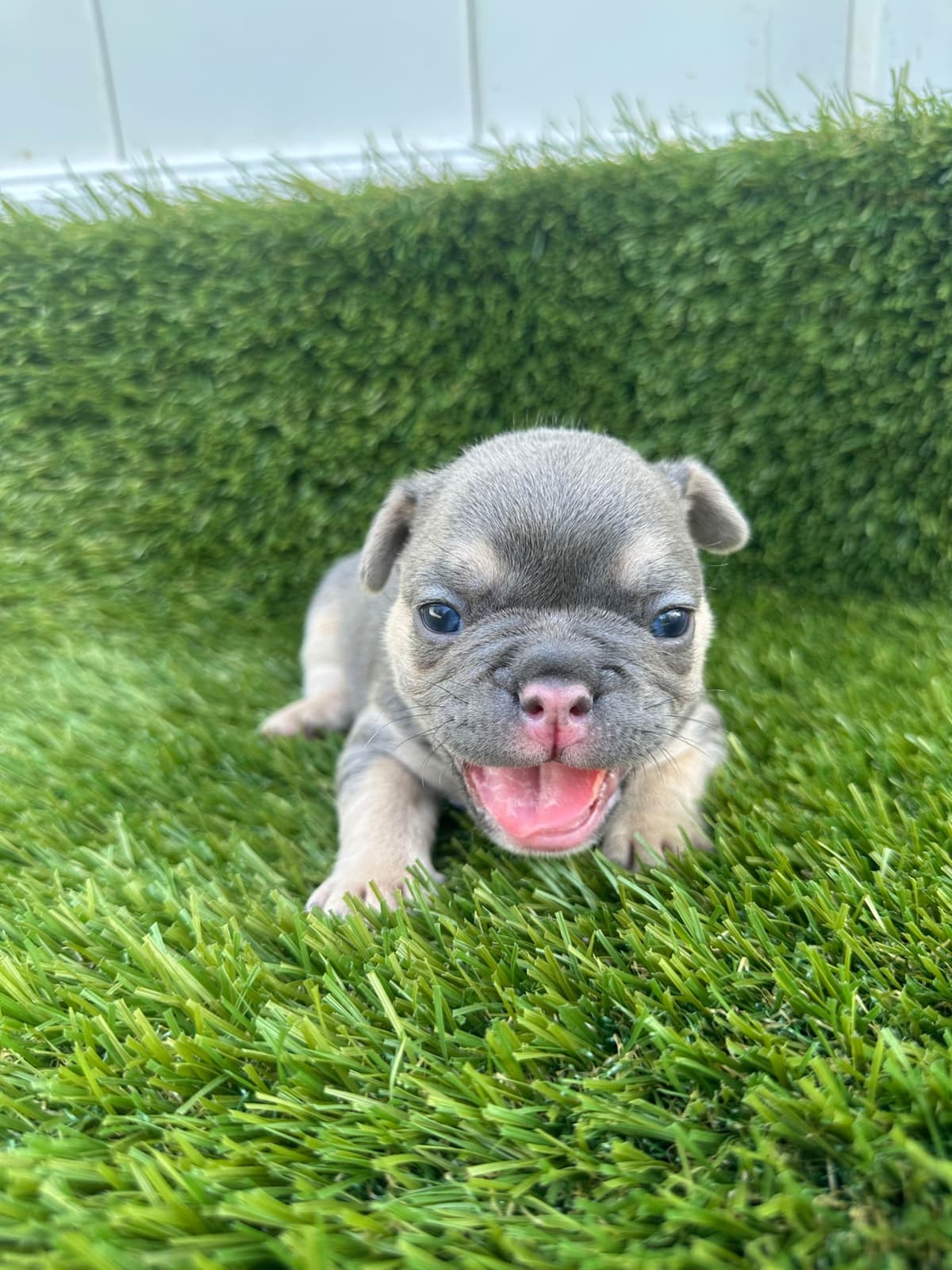 French Bulldog Puppies breeder image 4