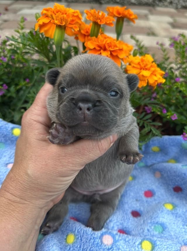 French Bulldog Puppies media 11