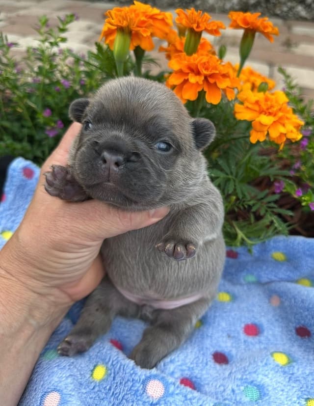 French Bulldog Puppies media 10