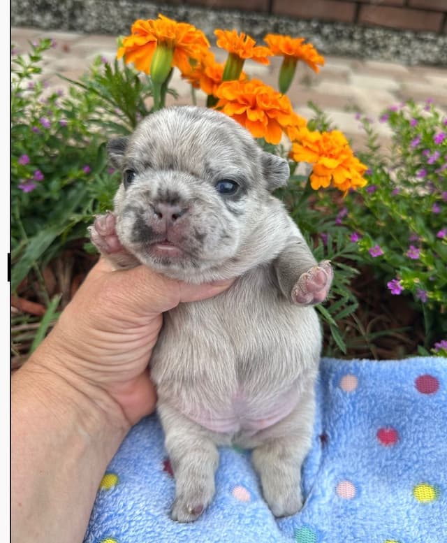 French Bulldog Puppies media 12