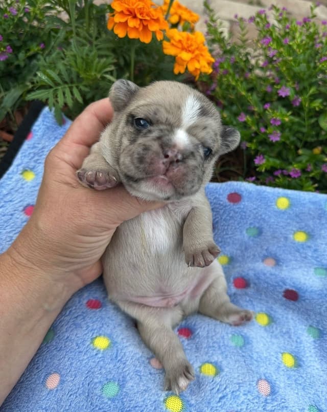 French Bulldog Puppies media 13