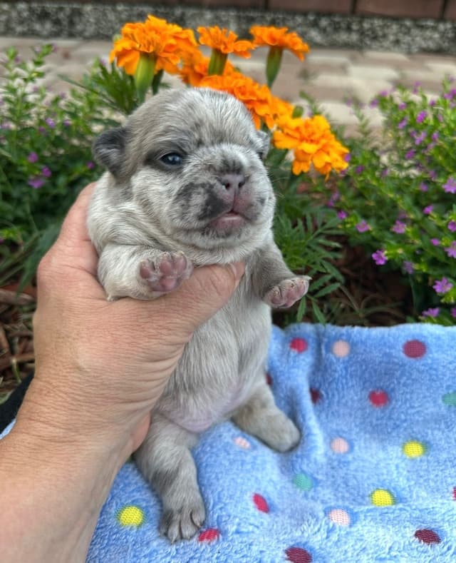 French Bulldog Puppies media 15