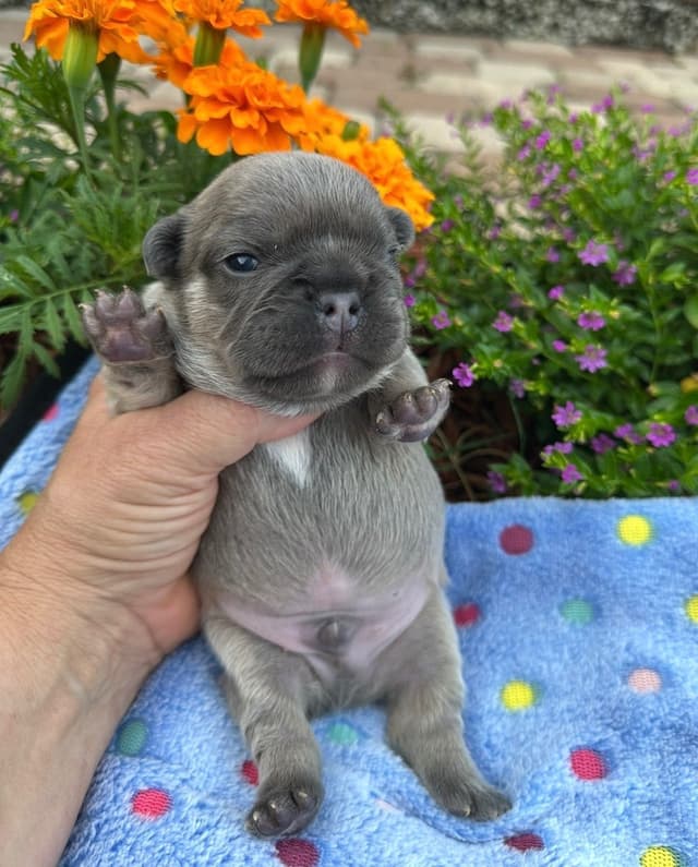 French Bulldog Puppies media 16