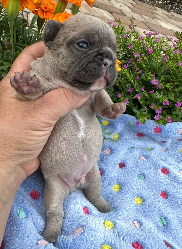 French Bulldog Puppies media 20
