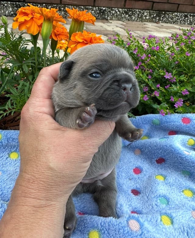 French Bulldog Puppies media 22