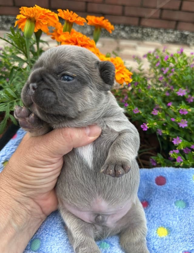 French Bulldog Puppies media 18