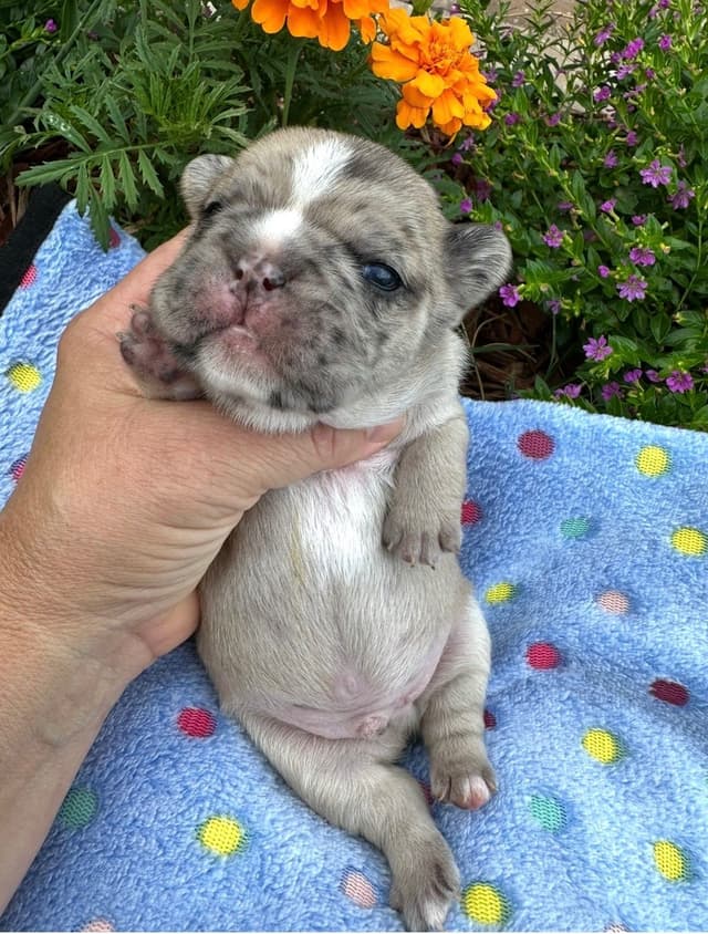 French Bulldog Puppies media 17