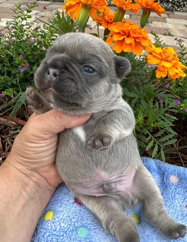 French Bulldog Puppies media 19
