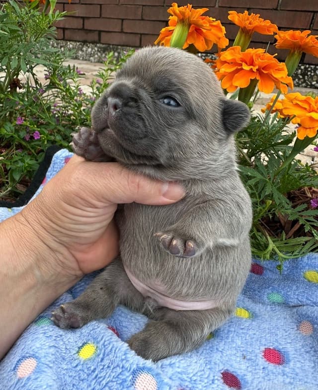 French Bulldog Puppies media 23