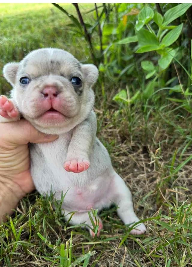 French Bulldog Puppies media 9