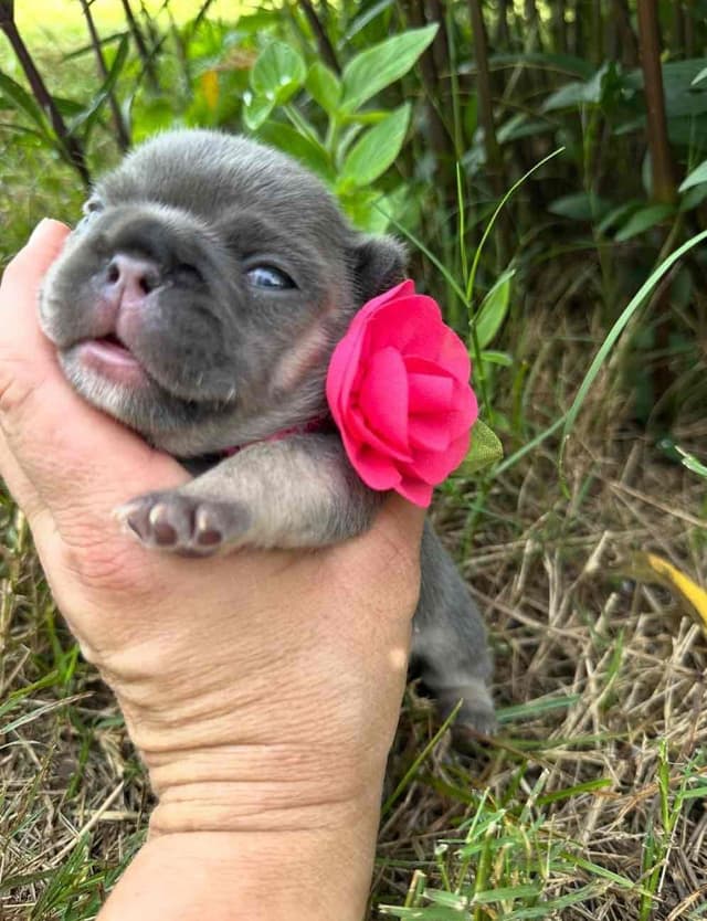 French Bulldog Puppies media 13