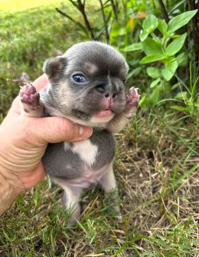 French Bulldog Puppies media 12