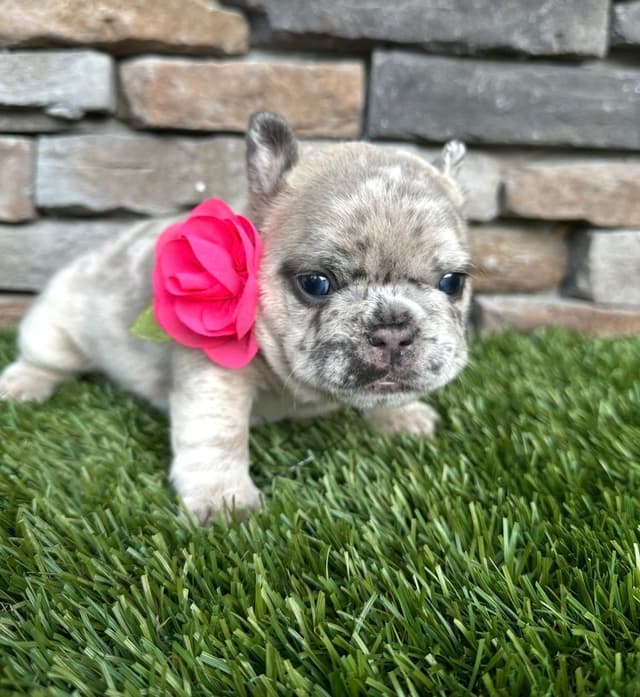French Bulldog Puppies media 5