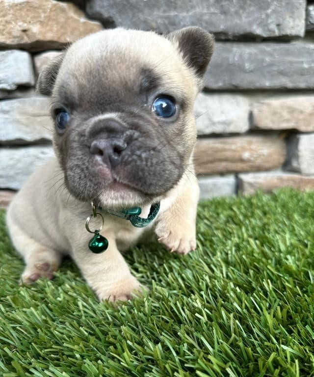 French Bulldog Puppies media 6