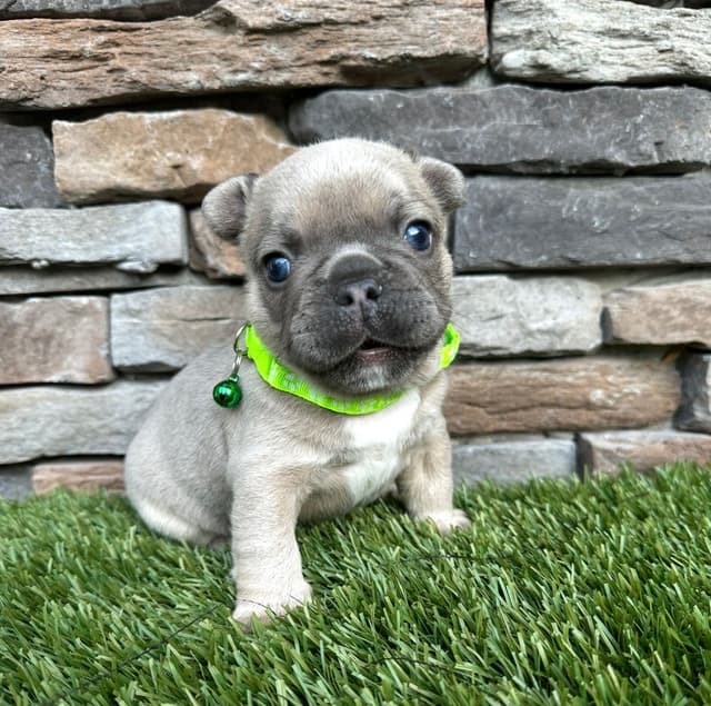 French Bulldog Puppies media 3