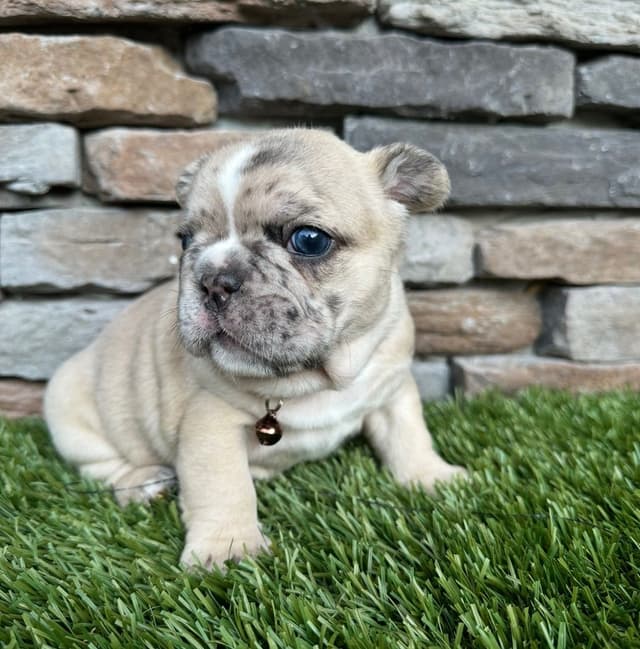 French Bulldog Puppies media 2