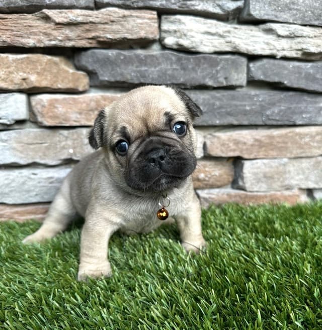 French Bulldog Puppies media 8