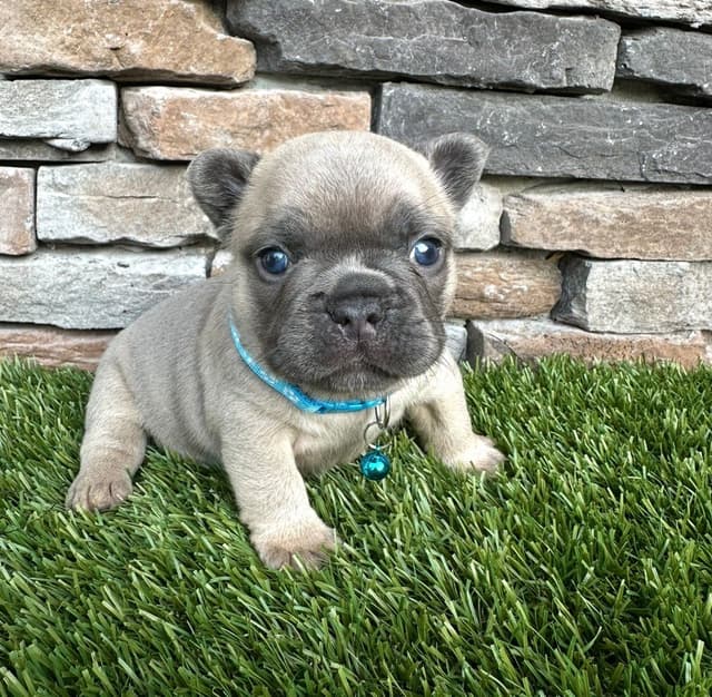 French Bulldog Puppies media 4