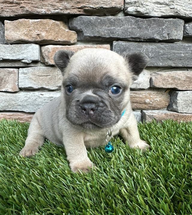 French Bulldog Puppies media 7