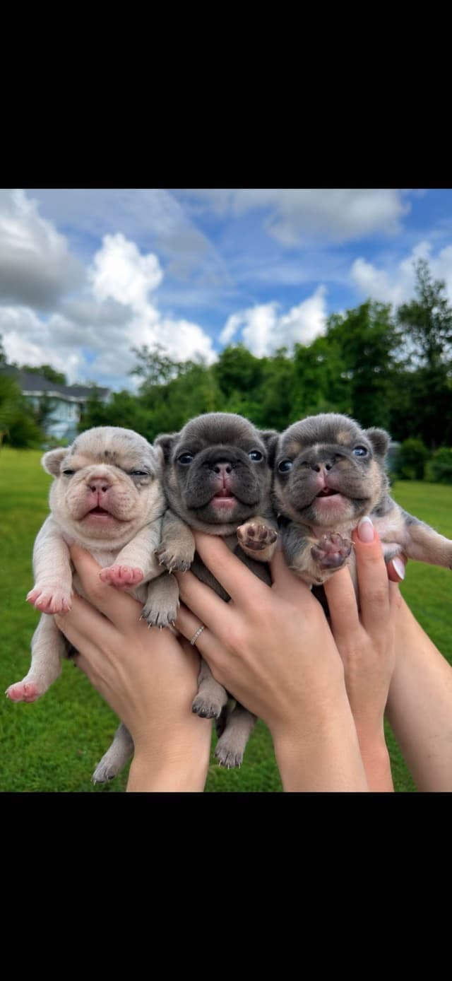 French Bulldog Puppies media 11