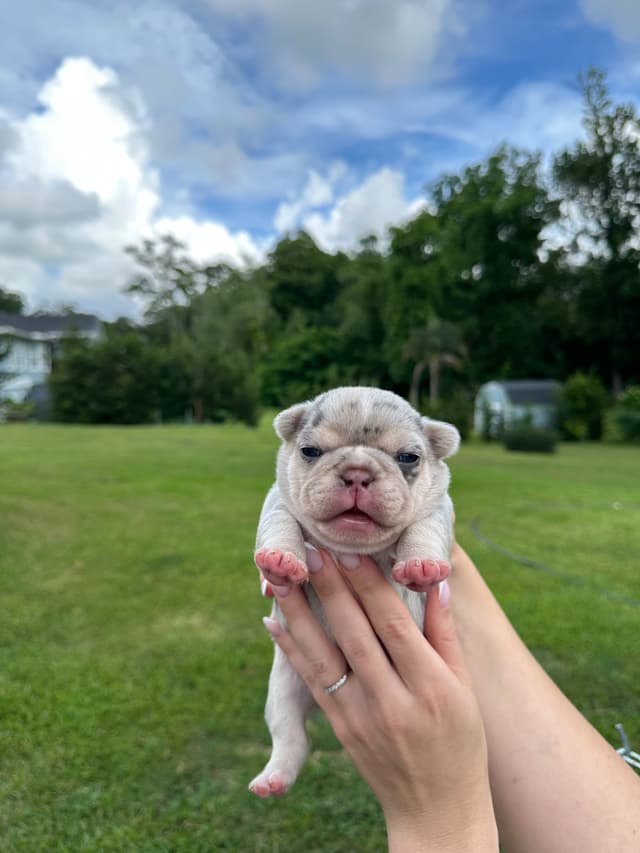 French Bulldog Puppies media 10