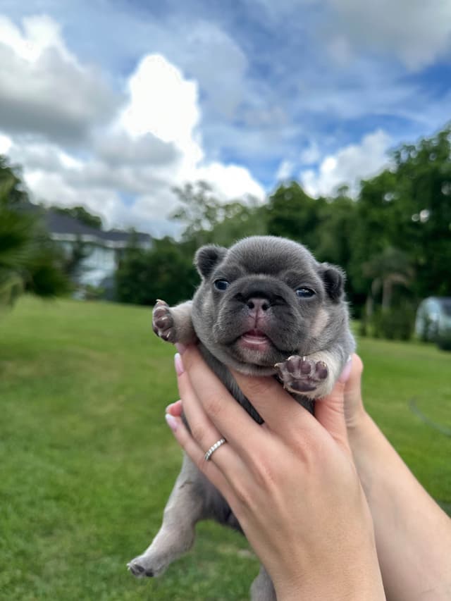French Bulldog Puppies media 18