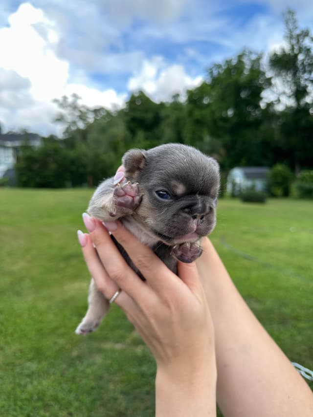 French Bulldog Puppies media 15