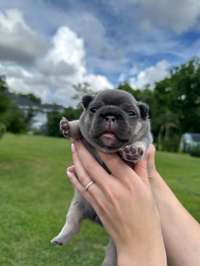 French Bulldog Puppies media 19