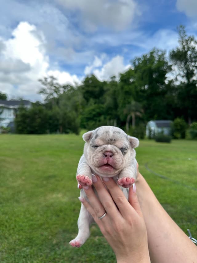 French Bulldog Puppies media 17