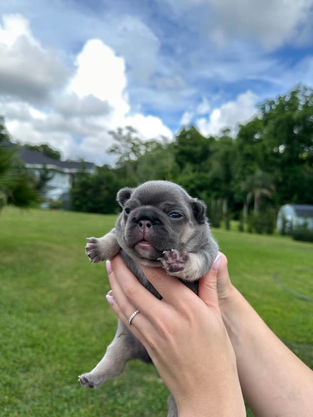French Bulldog Puppies media 5