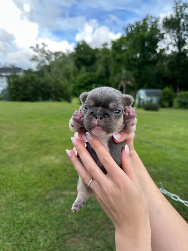 French Bulldog Puppies media 8