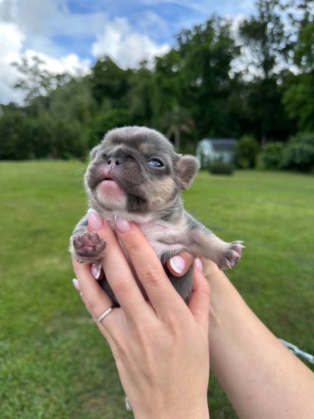 French Bulldog Puppies media 20