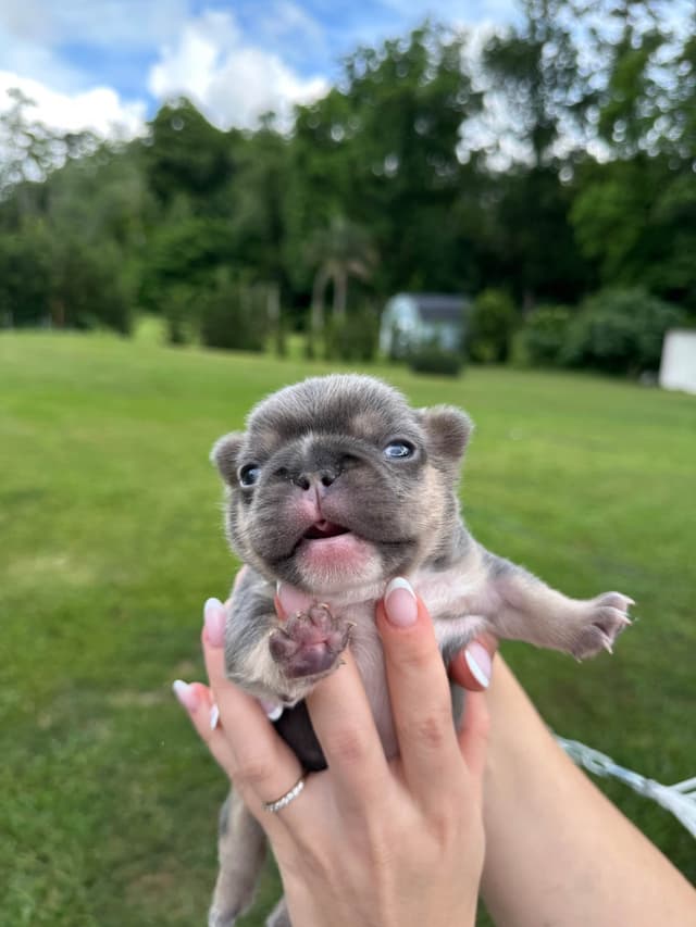French Bulldog Puppies media 21