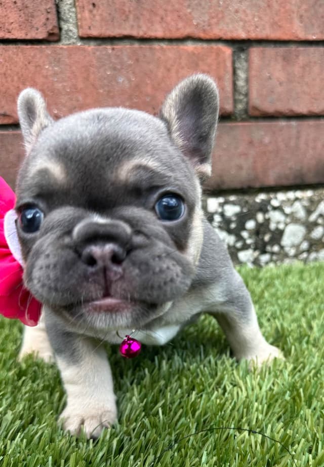 French Bulldog Puppies media 22