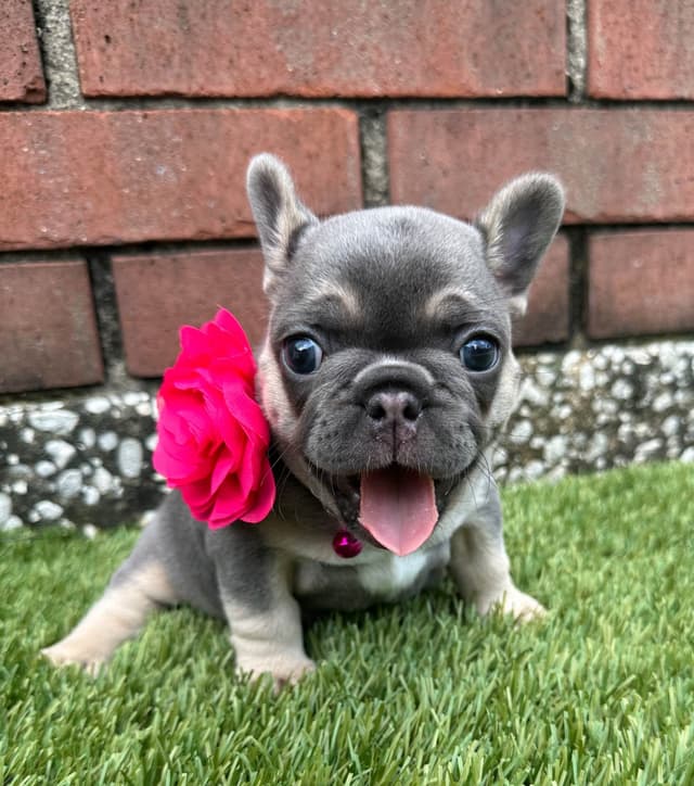 French Bulldog Puppies media 23
