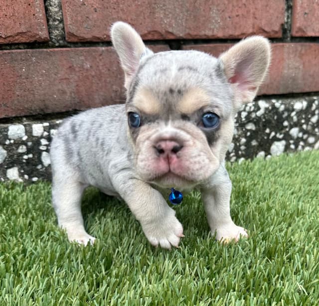 French Bulldog Puppies media 24