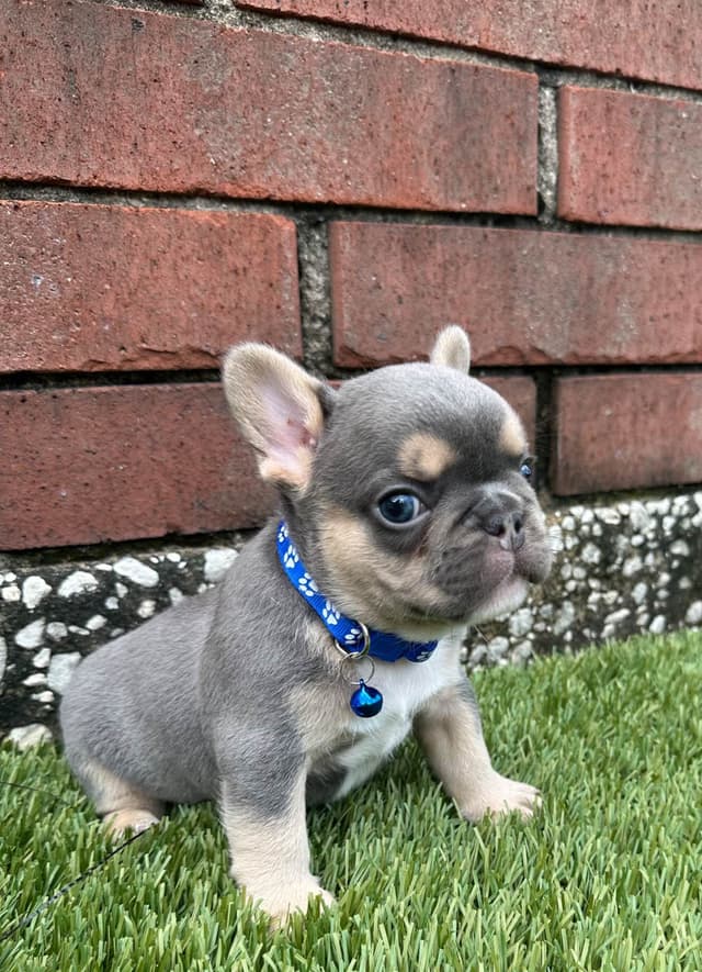 French Bulldog Puppies media 4