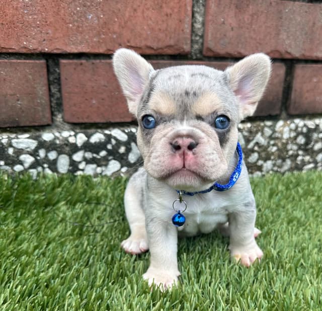 French Bulldog Puppies media 3