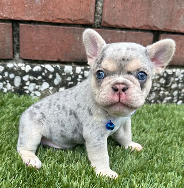 French Bulldog Puppies media 25