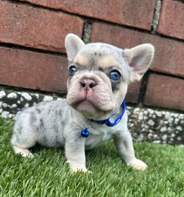 French Bulldog Puppies media 26