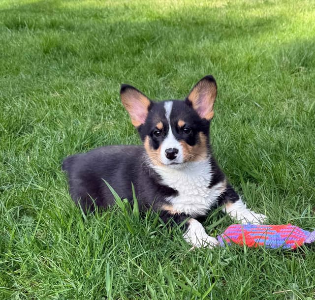 Pembroke Welsh Corgi Puppies media 2